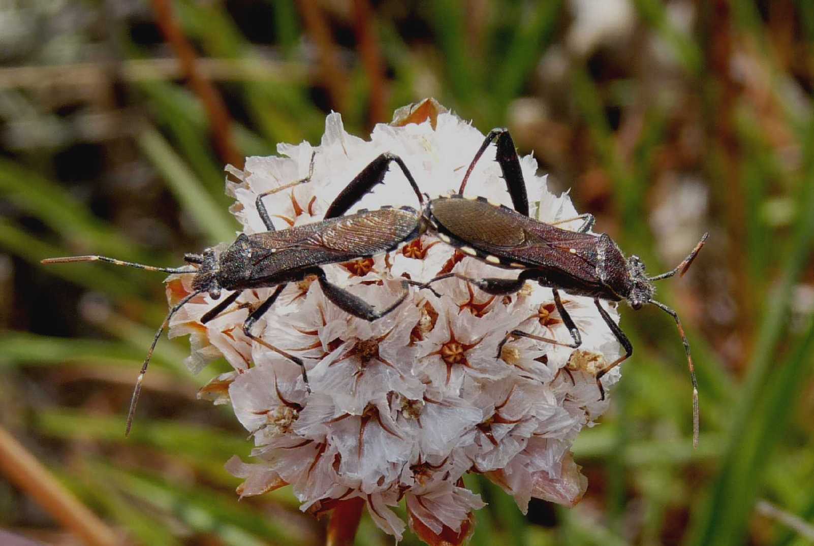 Alydidae: Camptopus lateralis di Usini (SS)